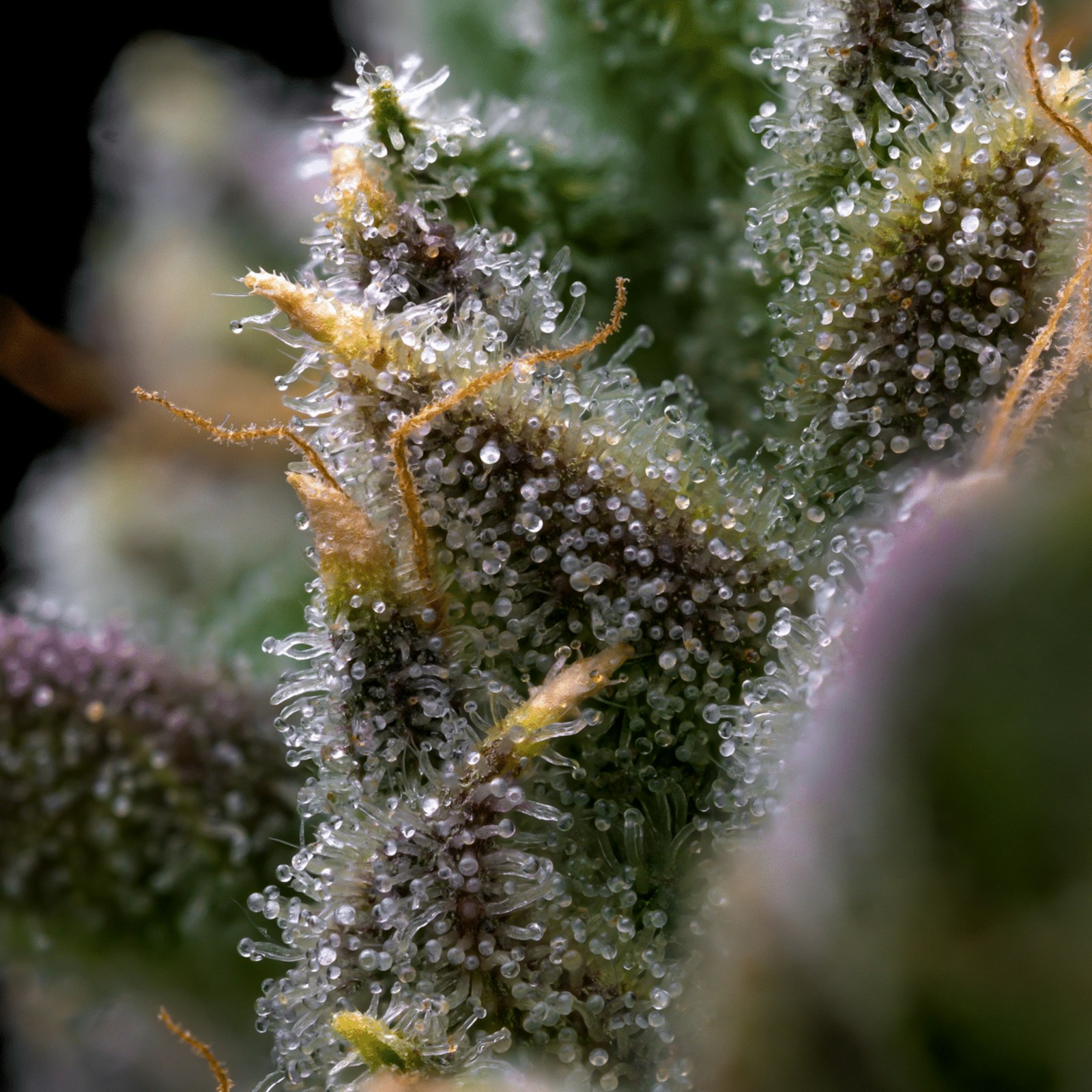 Macro photograph of crystalline cannabis trichomes